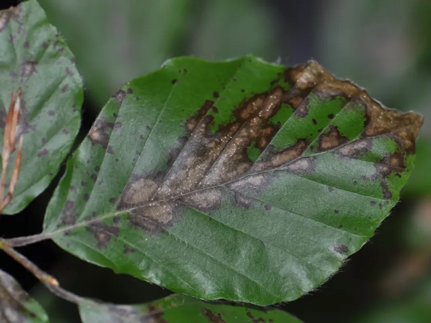 Petrakia