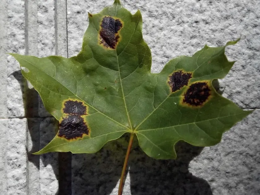 Petrakia leaf spot