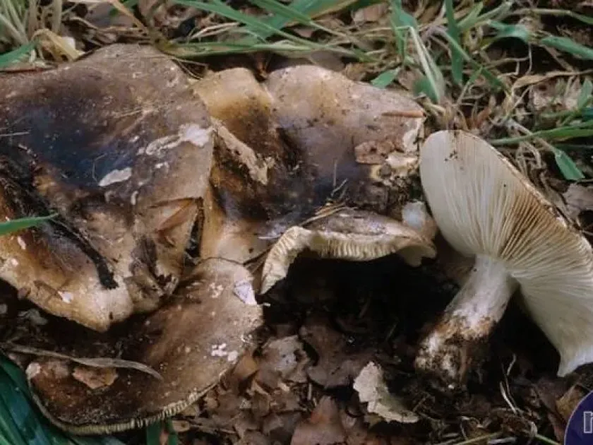 Russula acrifolia