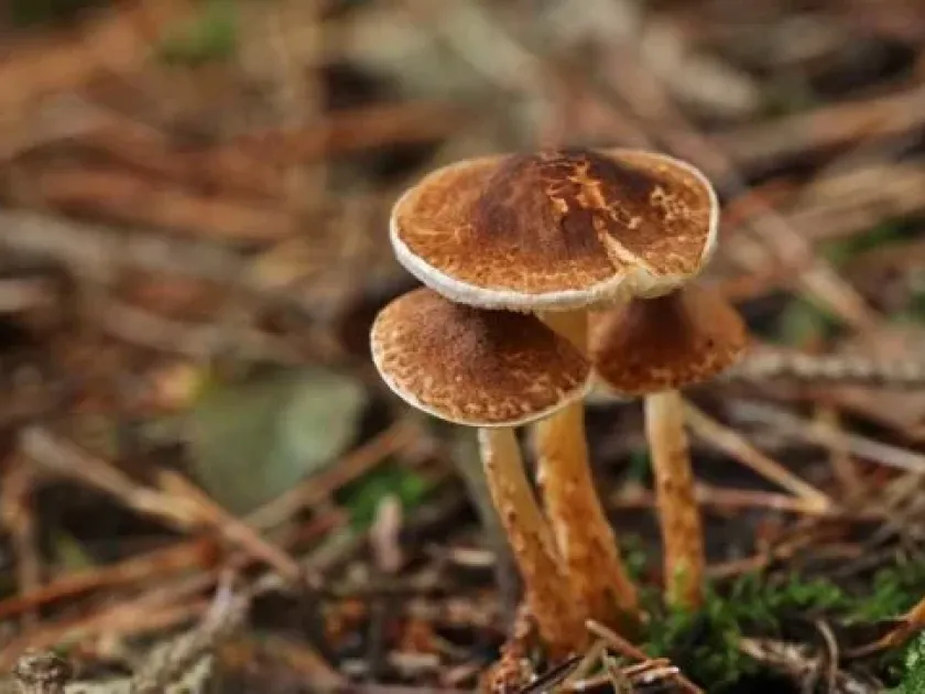 Chestnut dapperling