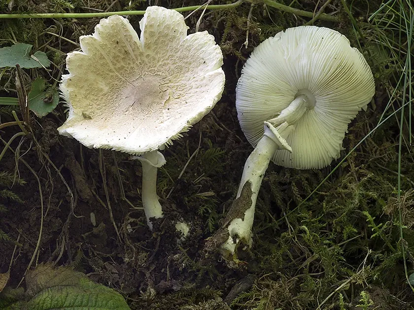 Leucoagaricus sublittoralis