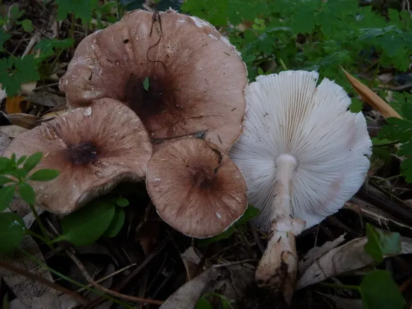 Pilat's Lepiota