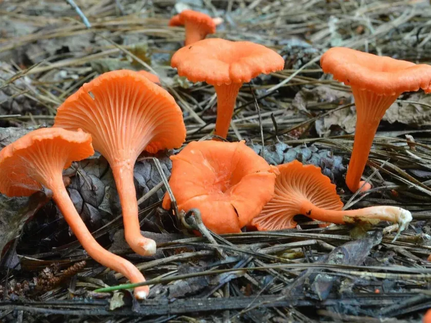 Cinnabar-red chanterelle