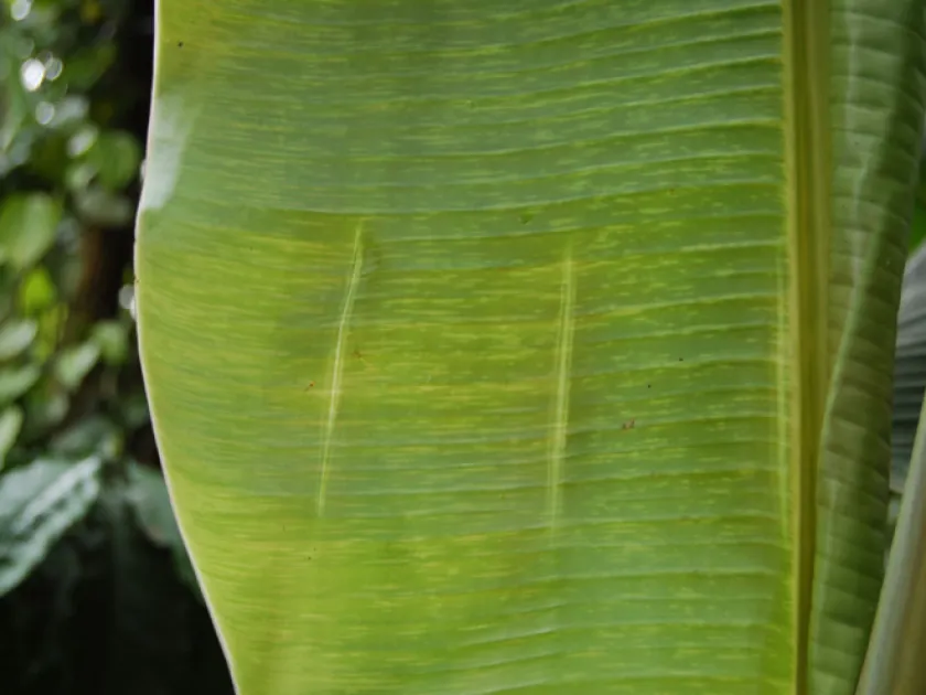 Banana streak virus