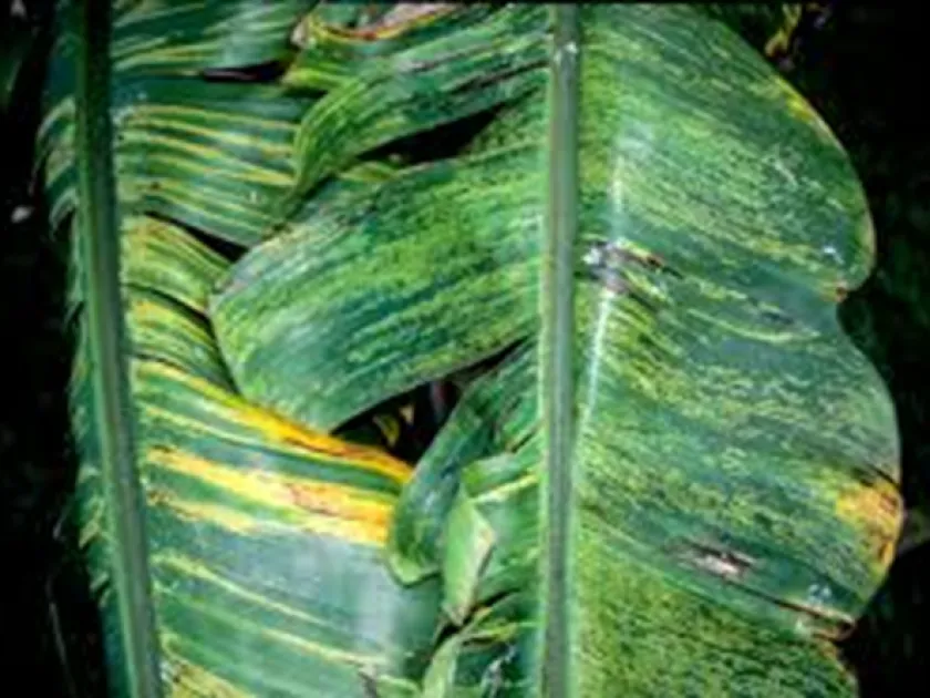 Banana streak virus