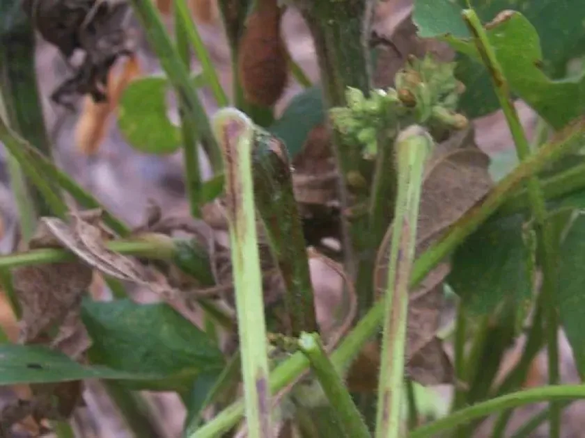 Soybean ringspot virus