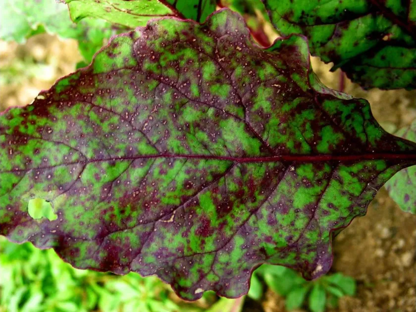 Beet purple leaf virus