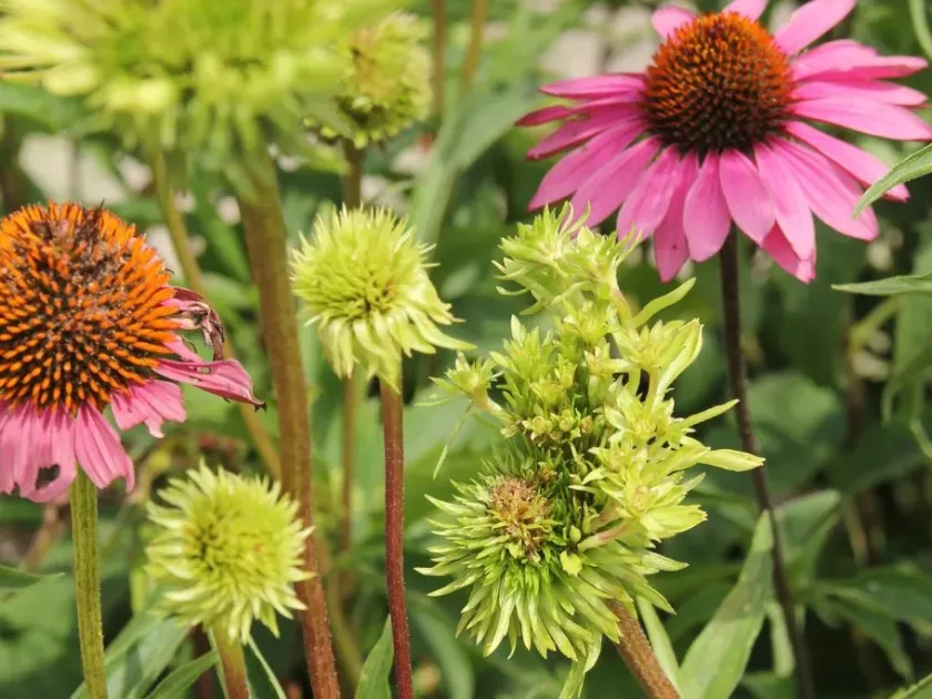 Aster yellows