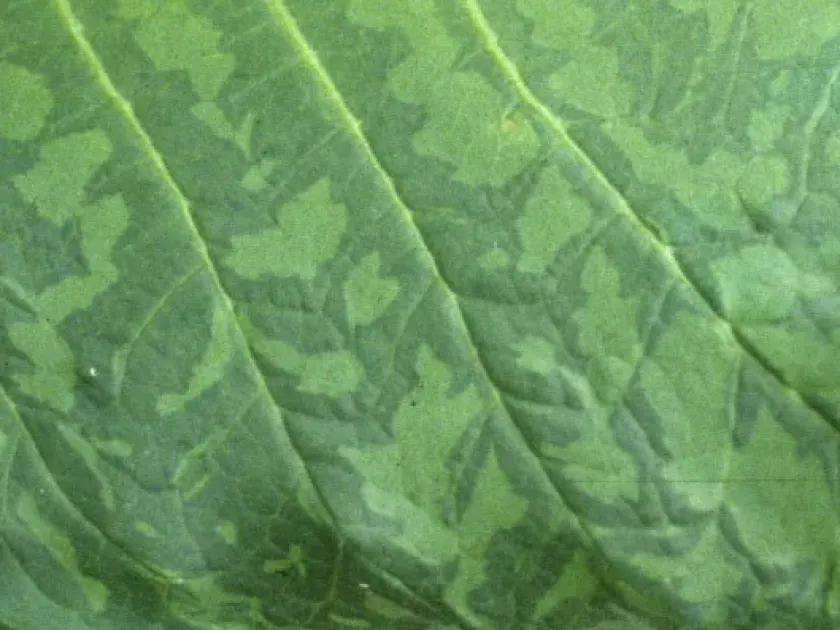 Tobacco vein mottling virus