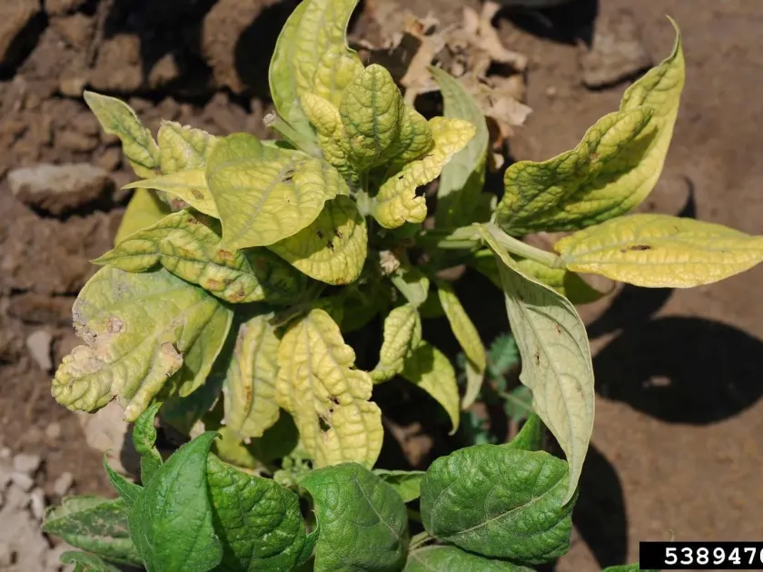 Bean curly top virus