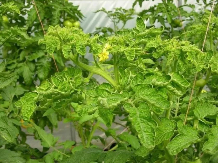 Tomato yellow leaf curl virus