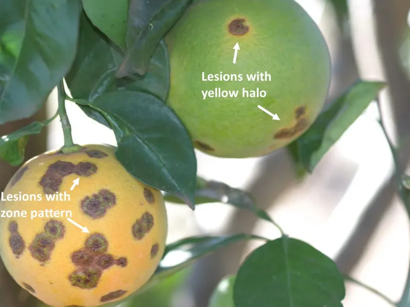 Citrus leprosis