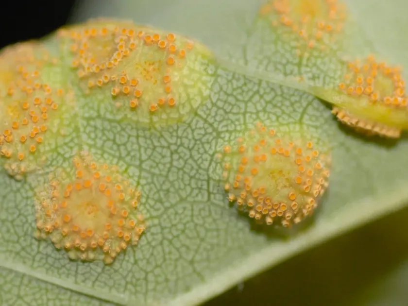 Ash rust