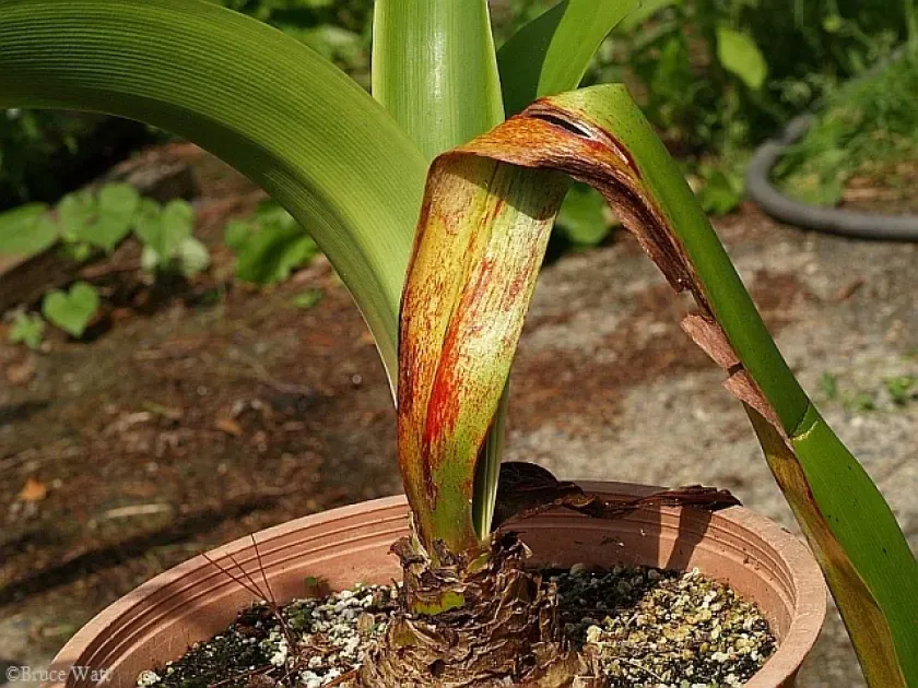 Cercospora leaf spot of amaryllis