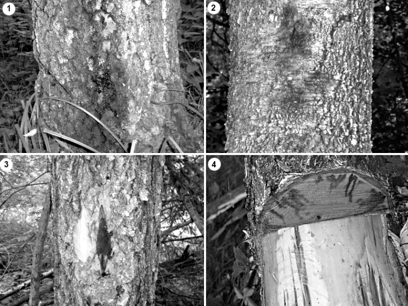 Ceratocystis wilt of hardwoods