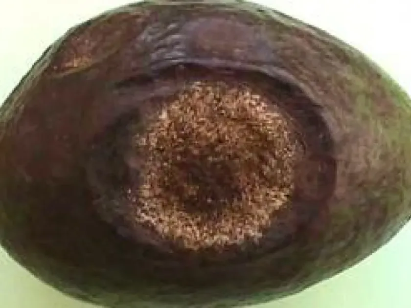 Colletotrichum alcornii