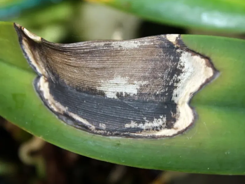 Orchid Anthracnose