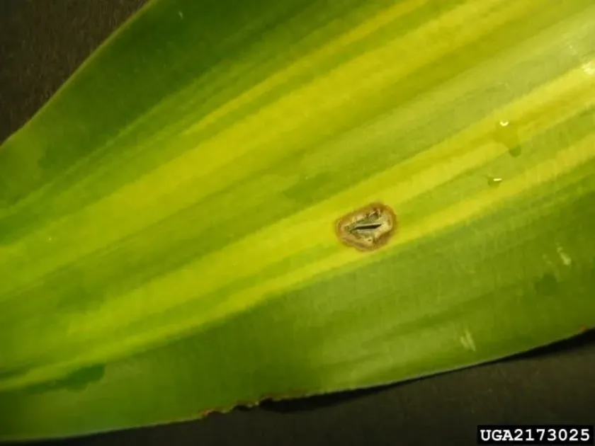 Dracaena anthracnose