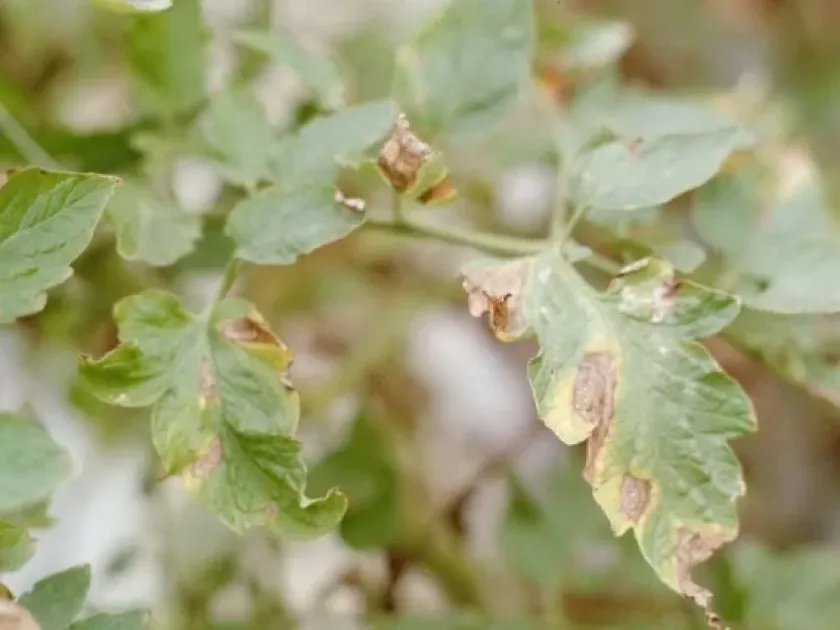 Anthracnose of ti