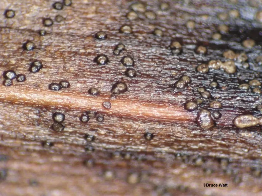 Orchid anthracnose