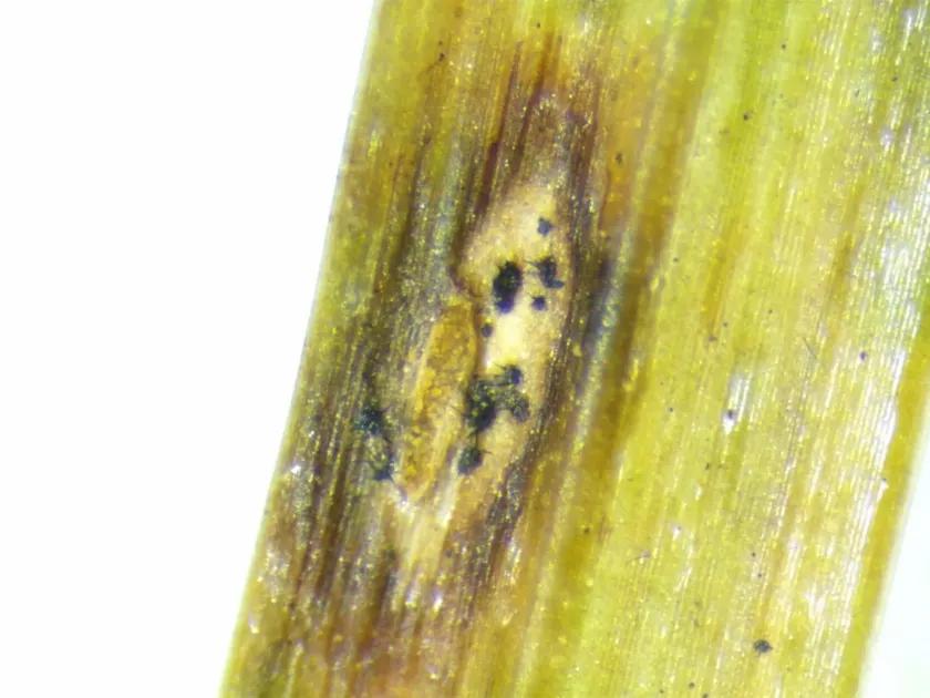 Zoysia Anthracnose