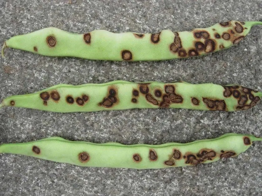 Pea anthracnose