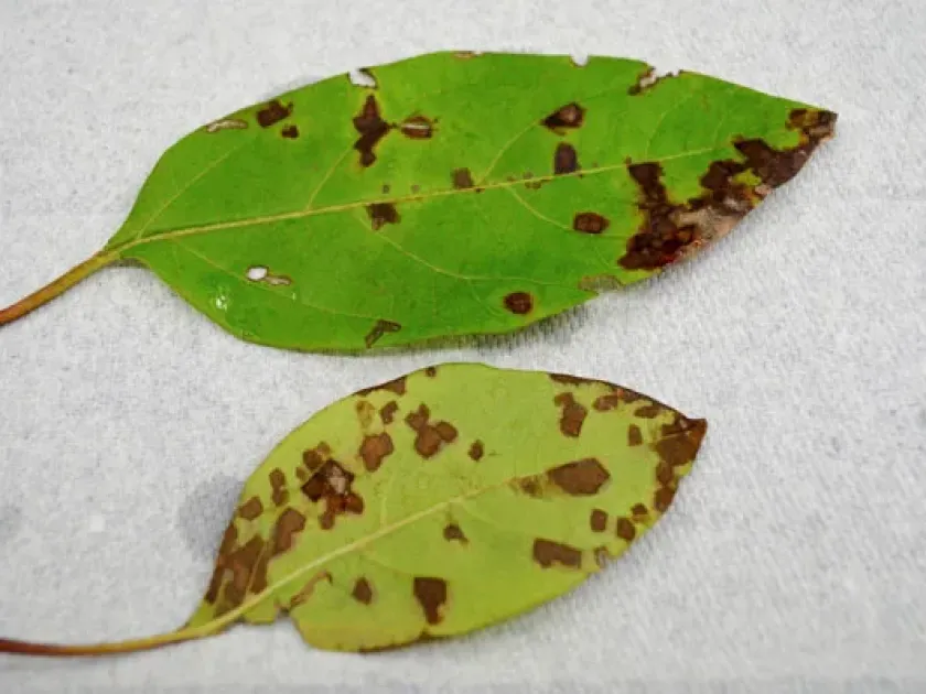 Viburnum blight