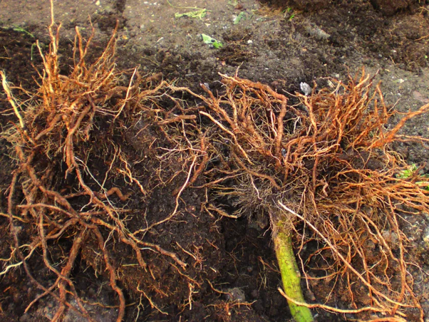 Corky root rot of tomato
