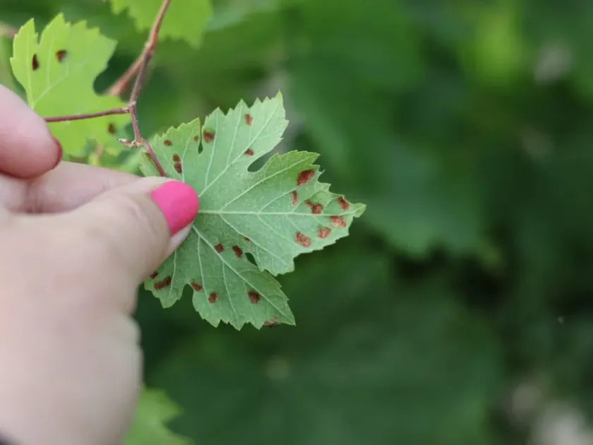 Phyllosticta leaf spot of Virginia creeper