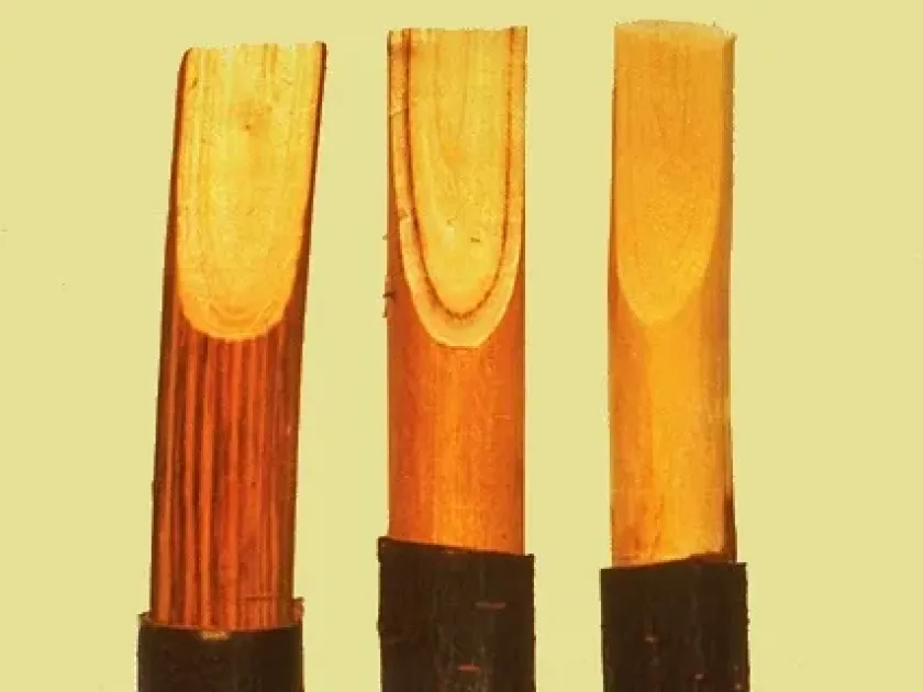 Oak Ophiostomosis