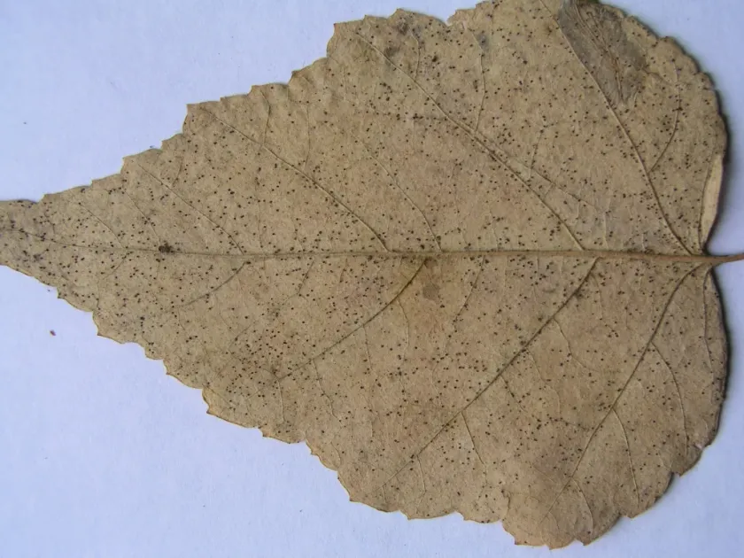 Birch diaporthe canker