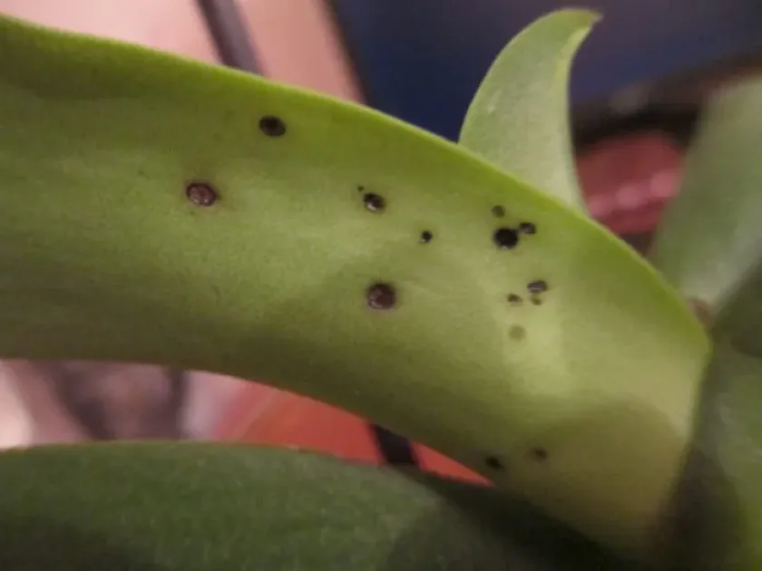 Phomopsis orchidophila