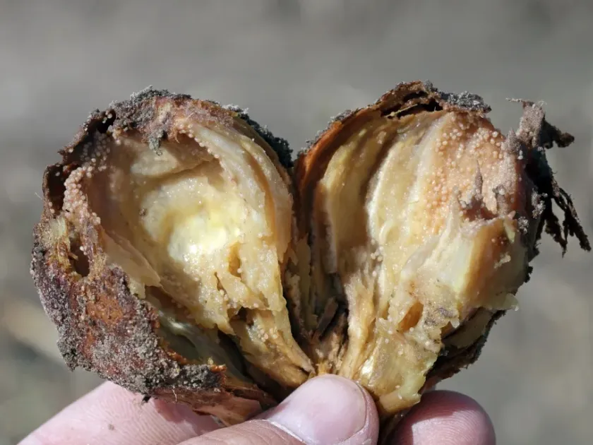 Фузаріозна гниль (Fusarium beomiforme)
