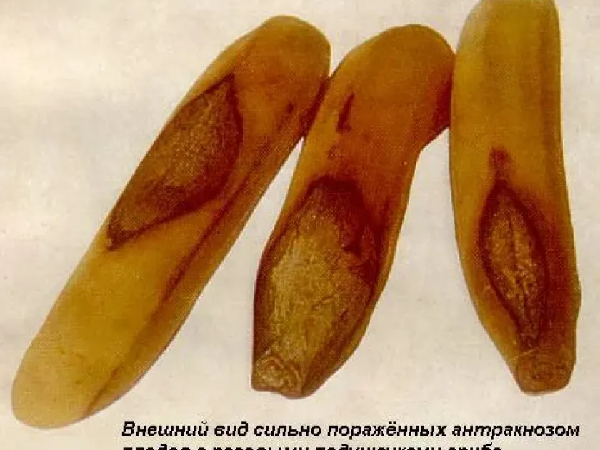 Banana anthracnose