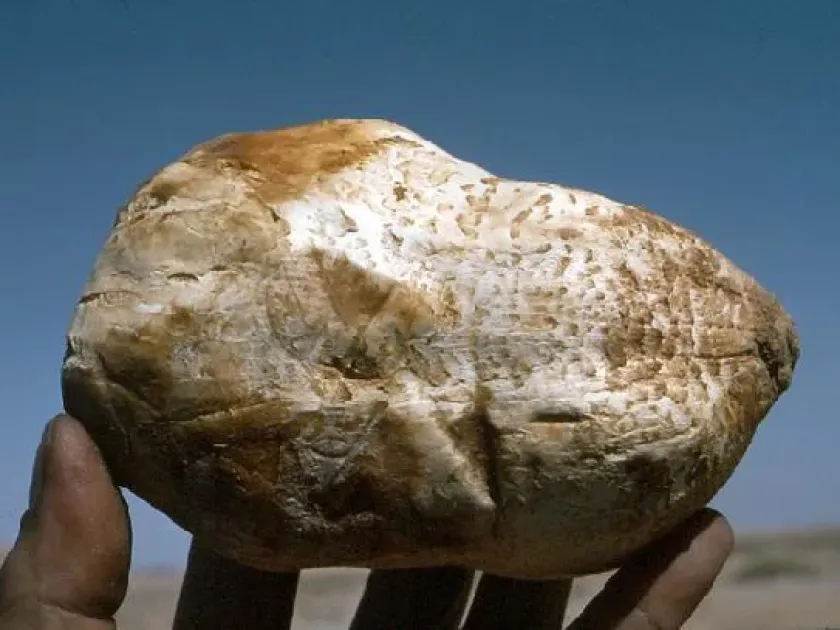 Terfezia arenaria