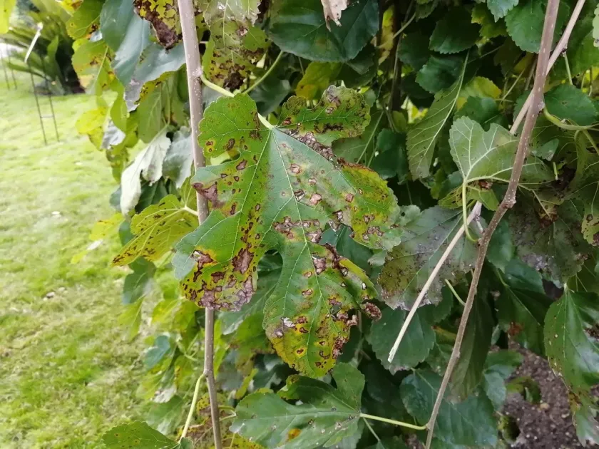 Mulberry cercospora leaf spot