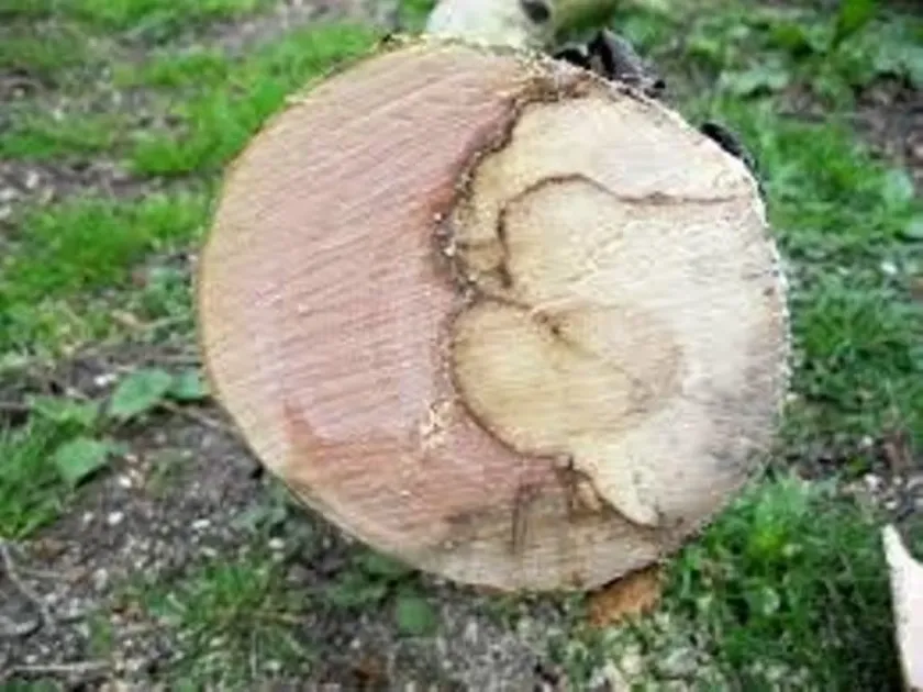 Спланхнонема аргус