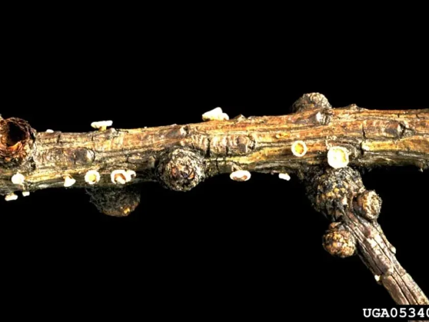 Larch canker