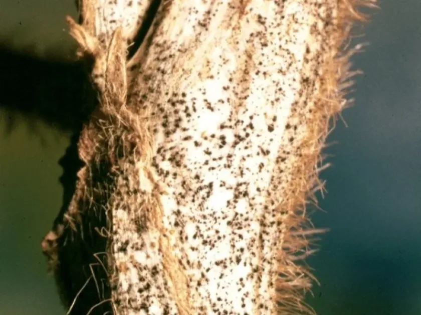 Антракноз вики