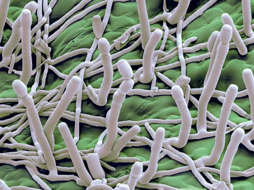 Борошниста роса