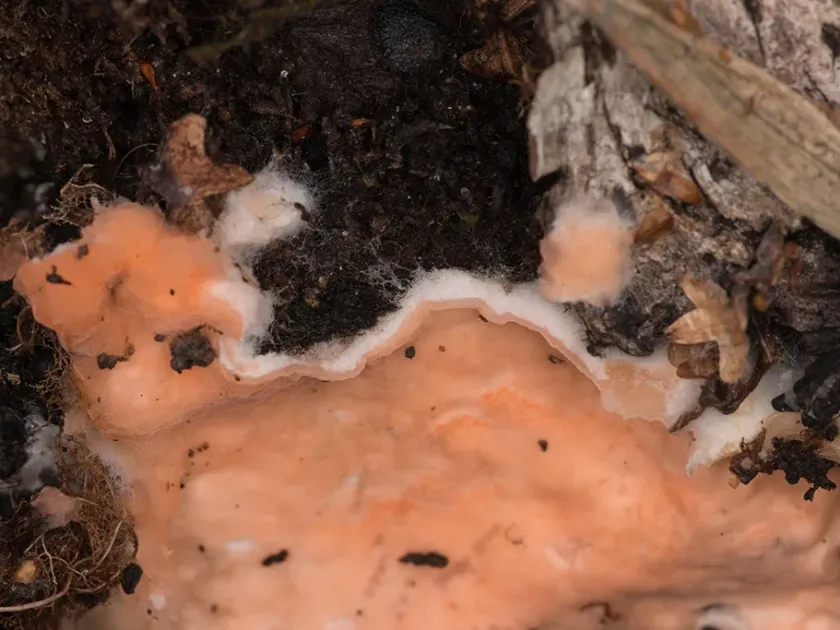 Erythricium spot