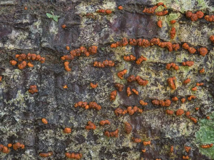 Amphilogia gyrosa