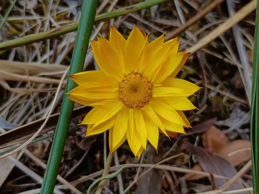 Strawflower