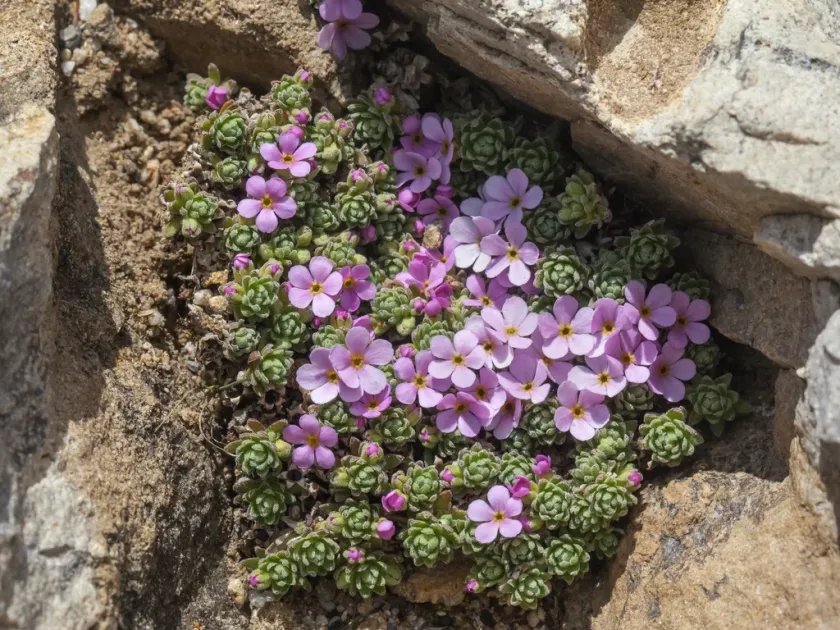 Rock jasmine