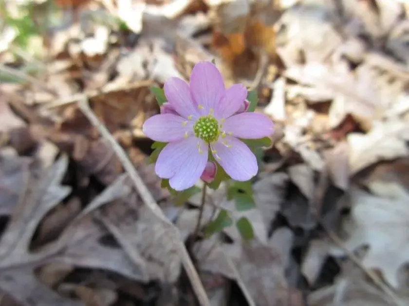 Anemonella
