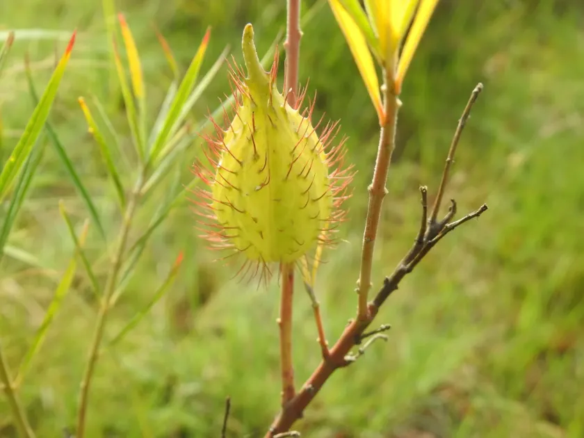 Narrow-leaf cotton bush