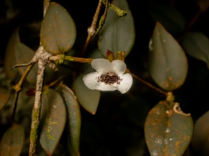 Codonanthe