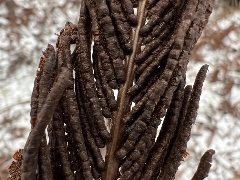 Ostrich fern