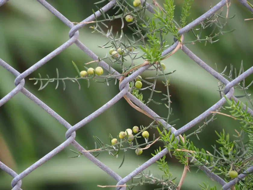 Asparagus cochinchinensis