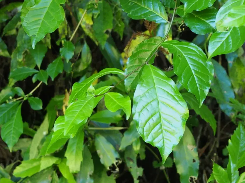 Orixa japonica